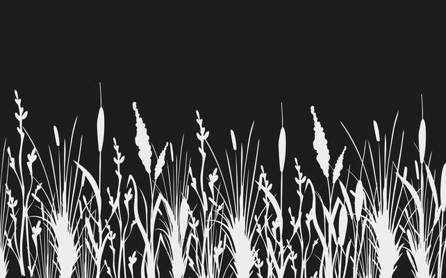 Image of a monochrome reed,grass or bulrush on a white background.Isolated vector drawing.Black grass graphic silhouette.