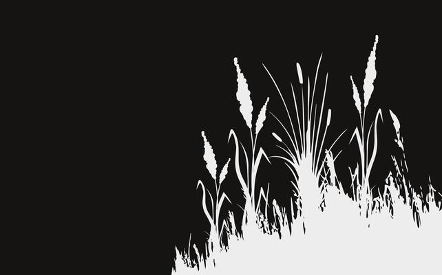 Image of a monochrome reed,grass or bulrush on a white background.Isolated vector drawing.Black grass graphic silhouette.