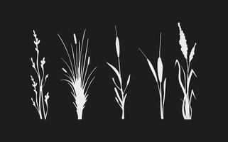 Image of a monochrome reed,grass or bulrush on a white background.Isolated vector drawing.Black grass graphic silhouette.