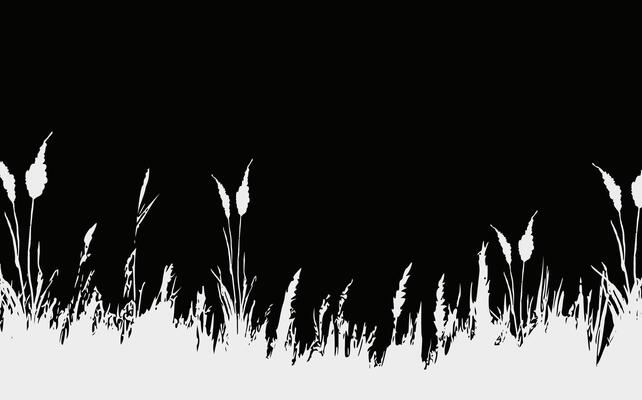 Image of a monochrome reed,grass or bulrush on a white background.Isolated vector drawing.Black grass graphic silhouette.