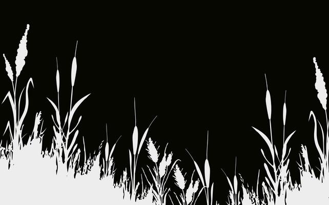 Image of a monochrome reed,grass or bulrush on a white background.Isolated vector drawing.Black grass graphic silhouette.