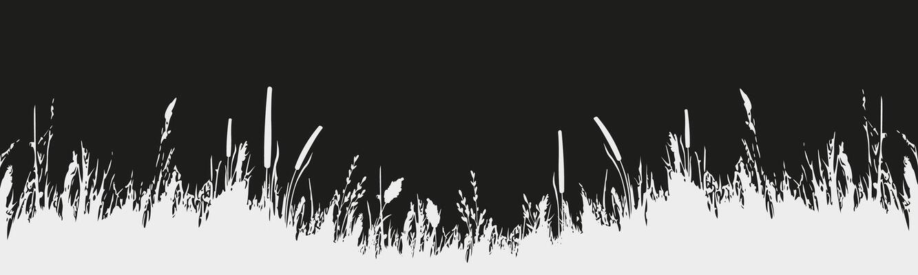 Image of a monochrome reed,grass or bulrush on a white background.Isolated vector drawing.Black grass graphic silhouette.