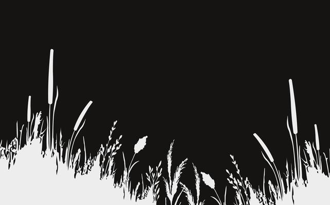 Image of a monochrome reed,grass or bulrush on a white background.Isolated vector drawing.Black grass graphic silhouette.