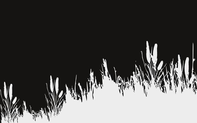 Image of a monochrome reed,grass or bulrush on a white background.Isolated vector drawing.Black grass graphic silhouette.