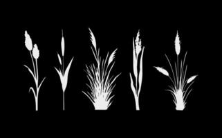 Image of a monochrome reed,grass or bulrush on a white background.Isolated vector drawing.Black grass graphic silhouette.