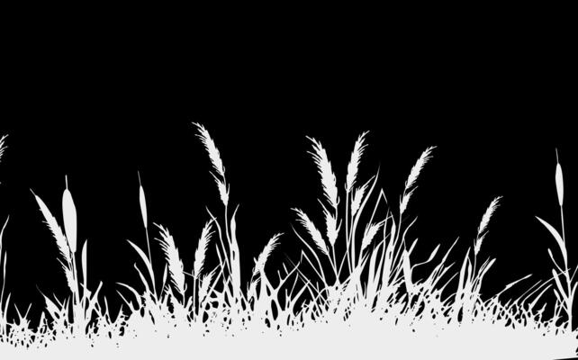 Image of a monochrome reed,grass or bulrush on a white background.Isolated vector drawing.Black grass graphic silhouette.