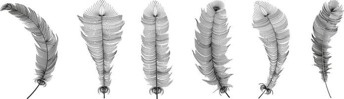 Set of realistic vector goose or swan feathers of various shapes. Ecological feather filler for pillows, blankets or jackets.Vector concept design,line art.