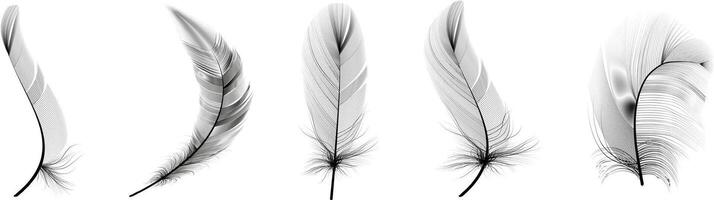 Set of realistic vector goose or swan feathers of various shapes. Ecological feather filler for pillows, blankets or jackets.Vector concept design,line art.