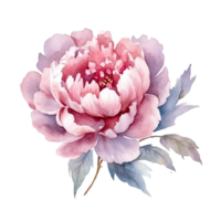 AI generated Pink Purple Peonies Watercolor Illustration Beautiful Isolated Flowers Floral Decoration Clip Art Isolated Background for Wedding Baby Shower Invitations Greeting Card png