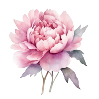 ai gegenereerd roze Purper pioenen waterverf illustratie mooi geïsoleerd bloemen bloemen decoratie klem kunst geïsoleerd achtergrond voor bruiloft baby douche uitnodigingen groet kaart png