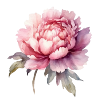 ai genererad rosa lila pioner vattenfärg illustration skön isolerat blommor blommig dekoration klämma konst isolerat bakgrund för bröllop bebis dusch inbjudningar hälsning kort png