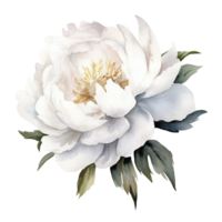 ai generato bianca peonia acquerello illustrazione bellissimo isolato fiori floreale decorazione clip arte isolato sfondo per nozze bambino doccia inviti saluto carta png