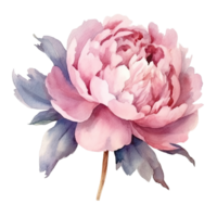 ai generato rosa viola peonie acquerello illustrazione bellissimo isolato fiori floreale decorazione clip arte isolato sfondo per nozze bambino doccia inviti saluto carta png