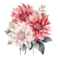 ai generiert Dahlie Dahlien Anordnung Aquarell Illustration schön isoliert Blumen Blumen- Dekoration Clip Kunst isoliert Hintergrund zum Hochzeit Baby Dusche Einladungen Gruß Karte png