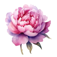 ai gerado Rosa roxa peônias aguarela ilustração lindo isolado flores floral decoração grampo arte isolado fundo para Casamento bebê chuveiro convites cumprimento cartão png