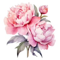 ai gegenereerd roze Purper pioenen waterverf illustratie mooi geïsoleerd bloemen bloemen decoratie klem kunst geïsoleerd achtergrond voor bruiloft baby douche uitnodigingen groet kaart png