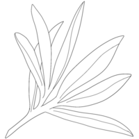 Sketch olive branch with leaves. Monochrome outline olive branches png