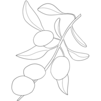 Sketch olive branch with leaves. Monochrome outline olive branches png