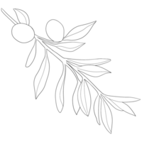 Sketch olive branch with leaves. Monochrome outline olive branches png