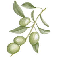 Watercolor image of an olive branch with leaves. Hand drawn watercolor olive branches png