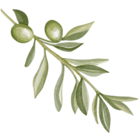 vattenfärg bild av ett oliv gren med löv. hand dragen vattenfärg oliv grenar png