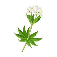 Vector illustration, Galium odoratum, the sweet woodruff or sweetscented bedstraw, isolated on white background.