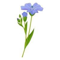 Vector illustration, Flax, also known as common flax or linseed, isolated on white background.