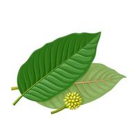Vector illustration, leaves and flowers of Kratom, also known as Biek or Ketum, scientific name Mitragyna speciosa, isolated on white background.