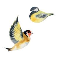 Hand drawn watercolor illustration nature animal small birds, flying goldfinch, tit chickadee songbird. Single object isolated on white background. Design print, shop, scrapbooking, decoupage, booklet vector