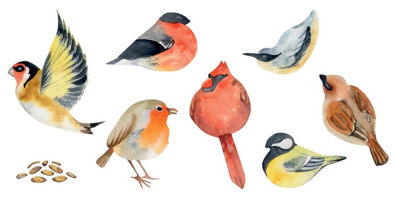 Hand drawn watercolor illustration nature animal small birds, flying goldfinch, wood nuthatch songbird. Single object isolated on white background. Design print, shop, scrapbooking, decoupage, booklet