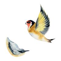 Hand drawn watercolor illustration nature animal small birds, flying goldfinch, wood nuthatch songbird. Single object isolated on white background. Design print, shop, scrapbooking, decoupage, booklet vector