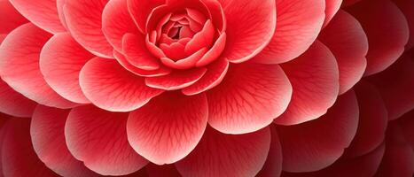 AI generated Vivid macro of camellia bloom. photo
