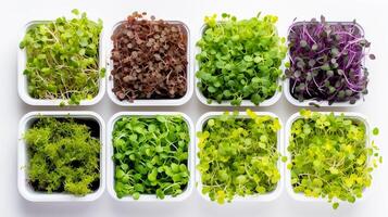 AI generated Assorted microgreens growing in small containers. Top view. White background. Variety of young edible sprouts. Concept of urban gardening, nutritious sprouting, compact farming, photo