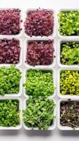 AI generated Assorted microgreens growing in containers. Top view. White background. Variety of young edible sprouts. Concept of urban gardening, nutritious sprouting, compact farming, healthy lifest photo