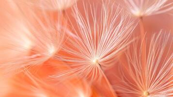 AI generated Dandelion fluff with trendy pastel Peach colors. Abstract fashionable background. Concept of delicate beautiful backdrop, serene and calmness, warm orange hue, natures patterns, photo