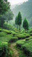 AI generated Terraced tea fields at dawn with soft light. Tea Plantation. Perfect for postcards, agricultural business presentations, tea product packaging or wellness and tranquility themes. photo