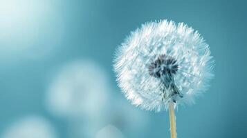 AI generated A single dandelion seed head in sharp focus against a turquoise background. Concept of delicate beautiful backdrop, serene and calmness, beauty of nature. photo