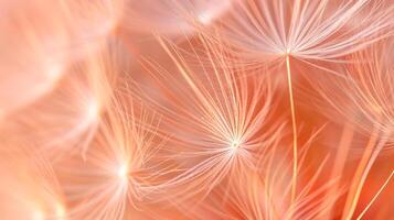 AI generated Dandelion fluff with trendy pastel Peach color. Abstract background. Concepts of delicate fashionable backdrop, dandelion seeds, calmness. photo