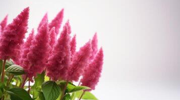 AI generated Vibrant pink amaranth flowers with soft-focus background, perfect for spring-themed designs. Usage, seasonal event promotions, greeting cards. With copy space. photo