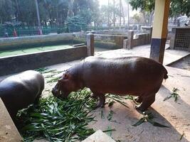 the hippopotamus animal photo