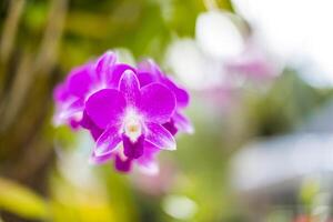 Orchid flower in tropical garden, bright pink purple floral macro with blurred green lush foliage. Dream nature closeup, romantic tropical flowers. Exotic garden plant photo