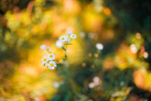 Closeup meadow sunset flowers blur and soft silhouette of grass flowers with sunlight. Relaxing nature meadow flowers. Peaceful blur of autumn spring nature landscape. Wild meadow daisy floral photo