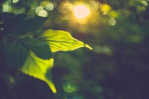 Amazing sun rays nature of green leaf in garden at summer. Natural green leaves plants springtime background cover page greenery environment ecology wallpaper. Dream blur lush foliage soft sunlight photo