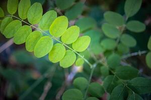 Macro view of abstract green leaves with tiny purple red spikes texture, nature background, tropical exotic leaves. Best nature closeup. Vivid colors, forest natural textured view. Relax peaceful wall photo