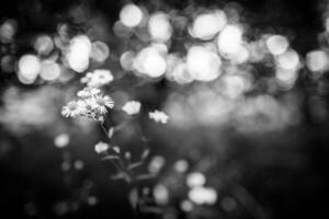 Beautiful close-up of black and white daisy flowers on artistic dark blurred background. Abstract nature white flowers and black bokeh field foliage. Beautiful monochrome daisy flower blossom photo