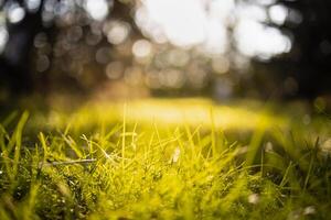 Peaceful landscape with sun in the forest and meadow at sunset. Fresh green grass closeup, blurred trees and warm sunlight foliage. Idyllic nature template. Nature backdrop. Beautiful meadow photo