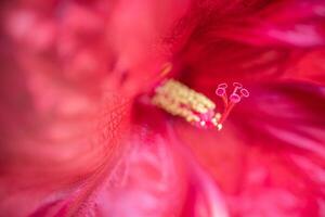 Romantic colorful beautiful hibiscus flower in nature, flower leaf and hibiscus flower in garden. Exotic love tropical island nature garden, blooming hibiscus flower in blurred green landscape photo