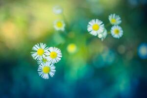 Abstract soft focus daisy meadow landscape. Beautiful grass meadow fresh green blurred foliage. Tranquil spring summer nature closeup and blurred forest field background. Idyllic nature, happy flowers photo