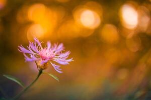 Inspirational summer nature background, bright flowers on blurry background, awesome colorful happy blooming summer flowers. Relaxing colors of nature photo