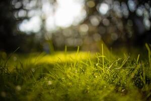 Peaceful landscape with sun in the forest and meadow at sunset. Fresh green grass closeup, blurred trees and warm sunlight foliage. Idyllic nature template. Nature backdrop. Beautiful meadow photo